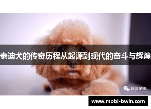 泰迪犬的传奇历程从起源到现代的奋斗与辉煌